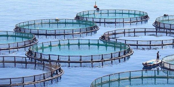Aquaculture : le Togo veut « mettre fin » aux importations de poissons