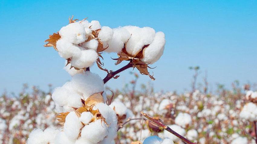 Savanes : Les meilleurs producteurs de coton récompensés par la NSCT