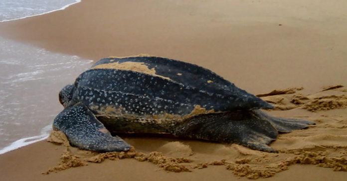 Togo: Des crimes contre les tortues marines