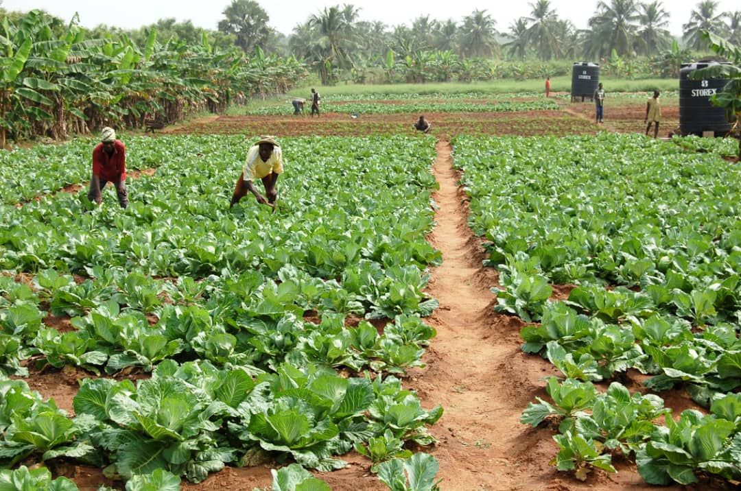 Savane/Maraîchage : La solution du jeune Kokou Kpakpabia contre le pourrissement des légumes